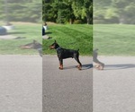 Small Photo #1 Doberman Pinscher Breeder Profile in MACOMB TOWNSHIP, MI, USA