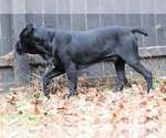 Small Photo #2 Cane Corso Breeder Profile in BEAVERDAM, VA, USA