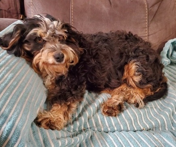 Medium Photo #4 Bernedoodle (Miniature) Breeder Profile in LEETONIA, OH, USA