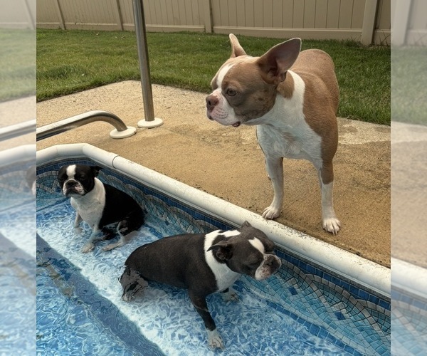 Medium Photo #1 Boston Terrier Breeder Profile in HOWELL, NJ, USA