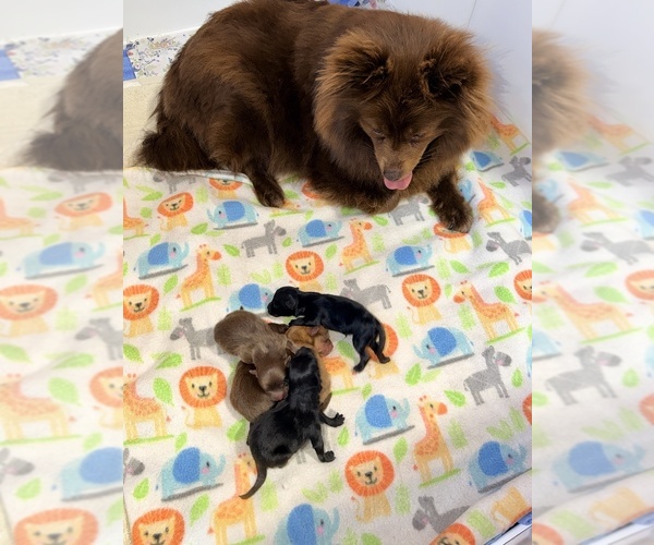 Medium Photo #1 Pomeranian Breeder Profile in JOLIET, IL, USA