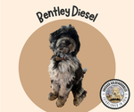 Small Photo #1 Goldendoodle Breeder Profile in AURORA, IL, USA