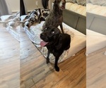 Small Photo #3 Cane Corso-Great Dane Mix Breeder Profile in BROOKFIELD, MA, USA