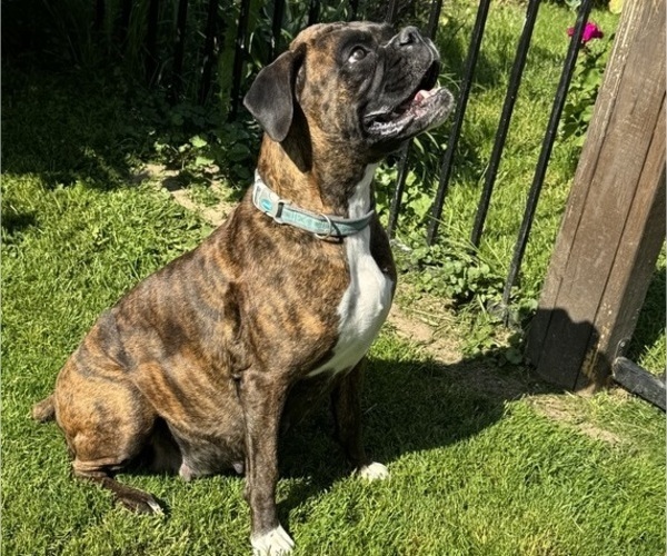 Medium Photo #3 Boxer Breeder Profile in LANSING, MI, USA