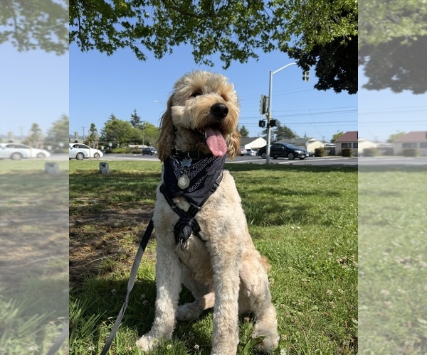 Medium Photo #2 Goldendoodle Breeder Profile in OAKLAND, CA, USA