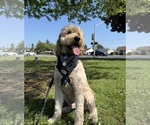Small Photo #2 Goldendoodle Breeder Profile in OAKLAND, CA, USA
