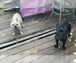 Small Photo #6 French Bulldog Breeder Profile in NEW BEDFORD, MA, USA