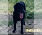 Small Photo #1 Labrador Retriever Breeder Profile in FREDERICKSBG, OH, USA