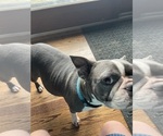 Small Photo #5 Boston Terrier Breeder Profile in HOWELL, NJ, USA