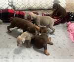 Small Photo #6 Doberman Pinscher Breeder Profile in CLAIR MEL, FL, USA