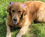 Small Photo #4 Golden Retriever Breeder Profile in SPARTA, NC, USA