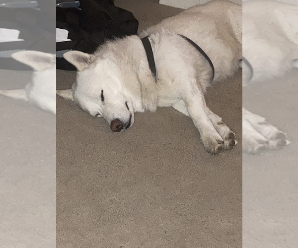 Medium Photo #8 Swiss Shepherd-Timber Wolf Mix Breeder Profile in MAD RIVER, CA, USA