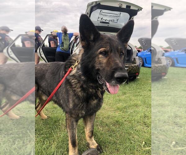 Medium Photo #3 German Shepherd Dog Breeder Profile in NEWVILLE, PA, USA