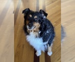 Small Photo #2 Australian Shepherd Breeder Profile in GREER, SC, USA