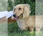 Small Photo #1 Dachshund Breeder Profile in MARSHFIELD, MO, USA