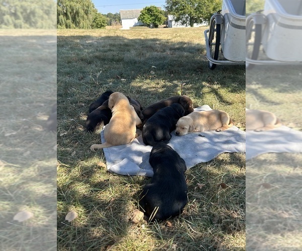 Medium Photo #7 Labrador Retriever Breeder Profile in FREDERICKSBG, OH, USA