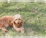 Small Photo #2 Goldendoodle (Miniature) Breeder Profile in MIDDLEBURY, IN, USA