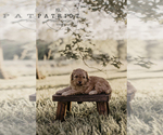 Small Photo #2 Goldendoodle (Miniature) Breeder Profile in ASH GROVE, MO, USA