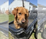 Small Photo #6 Golden Retriever Breeder Profile in ROCHESTER, MN, USA