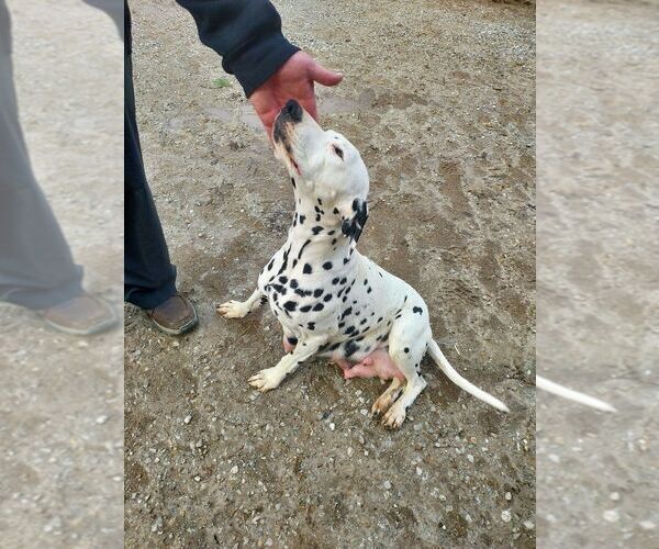 Medium Photo #1 Dalmatian Breeder Profile in ADDISON, IL, USA