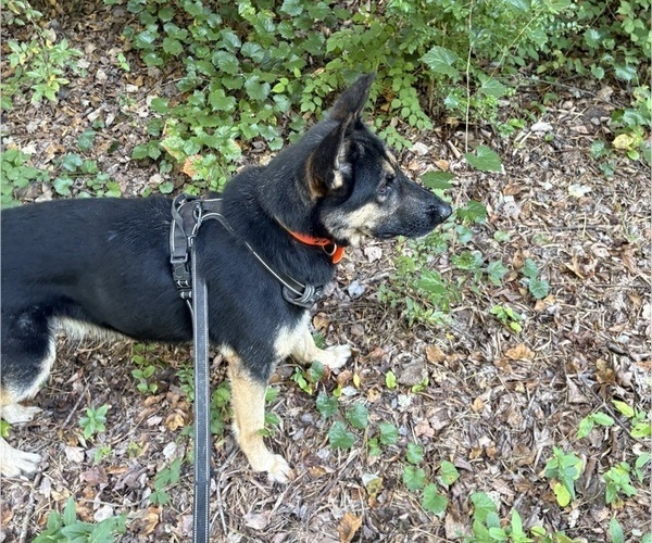 Medium Photo #4 German Shepherd Dog Breeder Profile in SEAGROVE, NC, USA