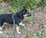 Small Photo #7 German Shepherd Dog Breeder Profile in SEAGROVE, NC, USA