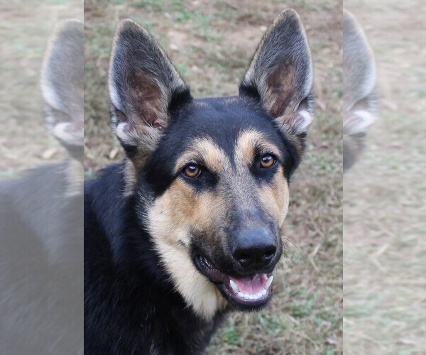 Medium Photo #1 German Shepherd Dog Breeder Profile in WARRENTON, NC, USA
