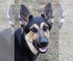 Small Photo #1 German Shepherd Dog Breeder Profile in WARRENTON, NC, USA
