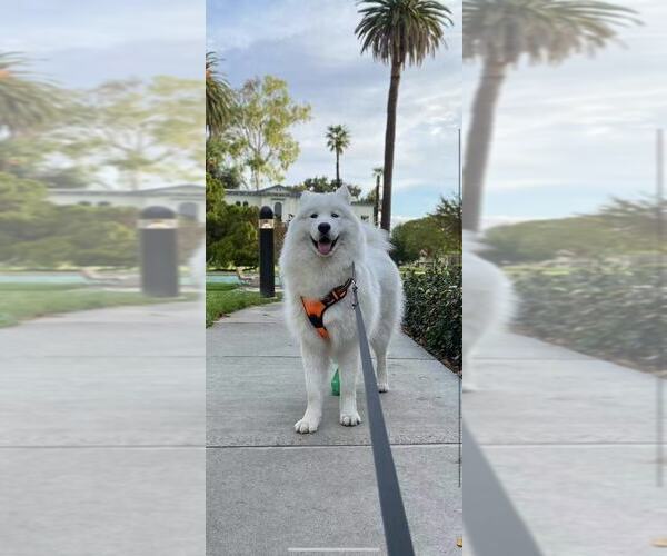 Medium Photo #9 Samoyed Breeder Profile in DALY CITY, CA, USA