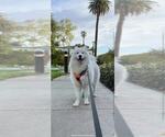 Small Photo #9 Samoyed Breeder Profile in DALY CITY, CA, USA
