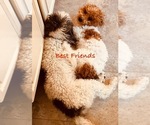 Small Photo #3 Poochon Breeder Profile in AUBURN, MA, USA