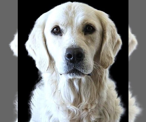 Medium Photo #5 Golden Labrador Breeder Profile in FORT COLLINS, CO, USA