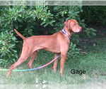 Small Photo #1 Vizsla Breeder Profile in GREENFIELD, IA, USA