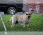 Small Photo #10 Labrador Retriever Breeder Profile in HYDE PARK, VT, USA