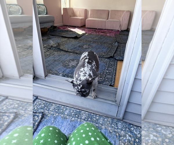 Medium Photo #4 French Bulldog Breeder Profile in NARRAGANSETT, RI, USA