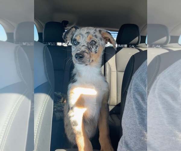 Medium Photo #15 Border Kelpie Breeder Profile in CAMAS, WA, USA