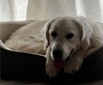 Small Photo #2 English Cream Golden Retriever Breeder Profile in PLYMOUTH, CA, USA