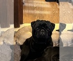 Small Photo #1 Pug Breeder Profile in SPRING CITY, PA, USA