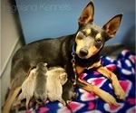 Small Photo #5 Australian Kelpie Breeder Profile in CAMAS, WA, USA