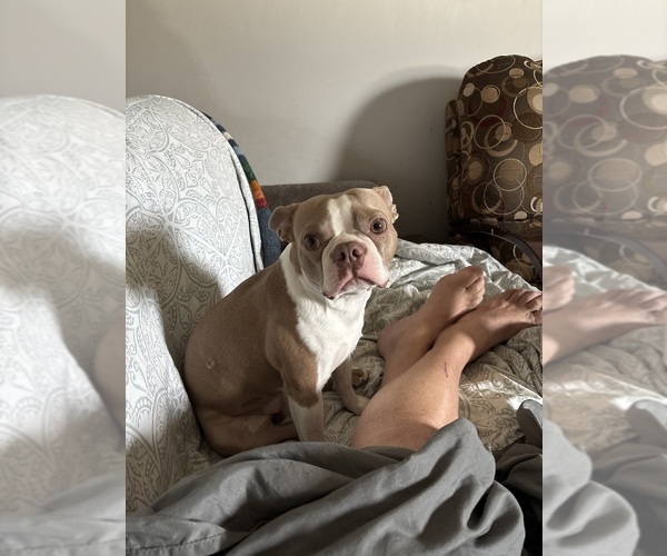 Medium Photo #4 Boston Terrier Breeder Profile in HOWELL, NJ, USA
