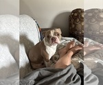 Small Photo #4 Boston Terrier Breeder Profile in HOWELL, NJ, USA