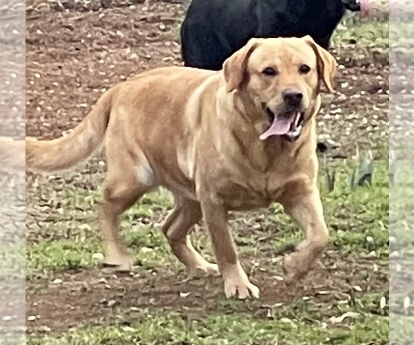 Medium Photo #2 Labrador Retriever Breeder Profile in BROWNS VALLEY, CA, USA