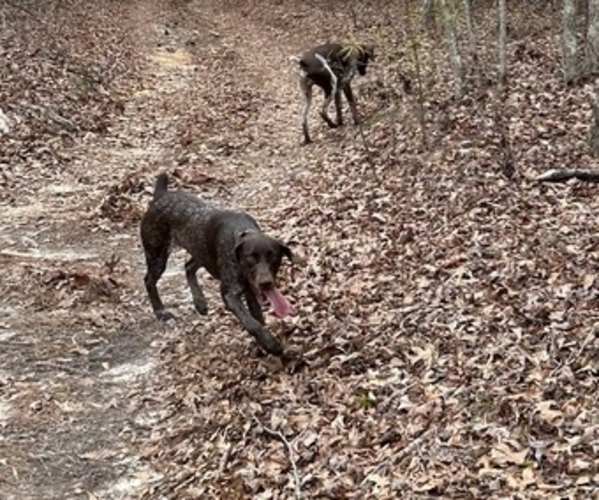Medium Photo #1 German Shorthaired Pointer Breeder Profile in TEMPLE, GA, USA