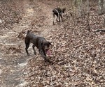 Small Photo #1 German Shorthaired Pointer Breeder Profile in TEMPLE, GA, USA