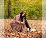 Small Photo #2 Cavalier King Charles Spaniel Breeder Profile in JACKSON, OH, USA