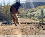 Small Photo #3 German Shepherd Dog Breeder Profile in PINON HILLS, CA, USA