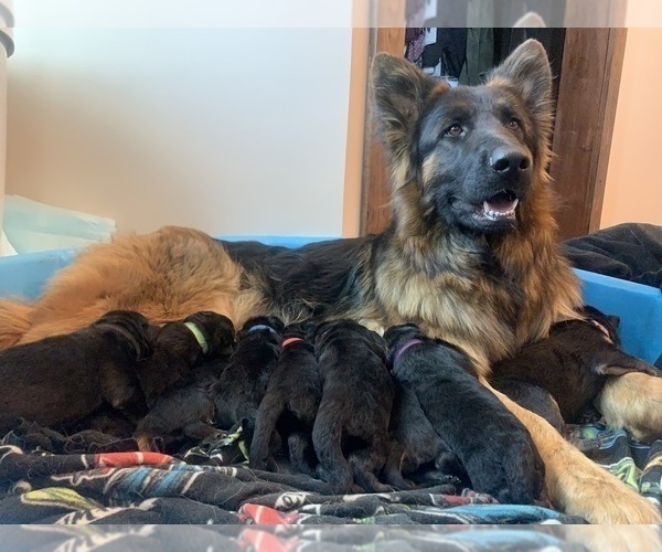 Medium Photo #2 German Shepherd Dog Breeder Profile in PINON HILLS, CA, USA