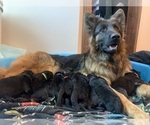 Small Photo #2 German Shepherd Dog Breeder Profile in PINON HILLS, CA, USA