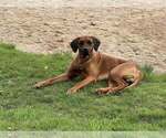 Small Photo #3 Rhodesian Ridgeback Breeder Profile in ONEIDA, TN, USA