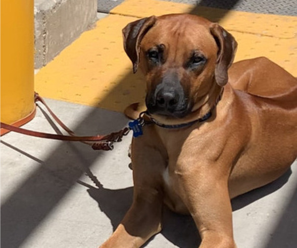 Medium Photo #2 Rhodesian Ridgeback Breeder Profile in RIVERSIDE, CA, USA